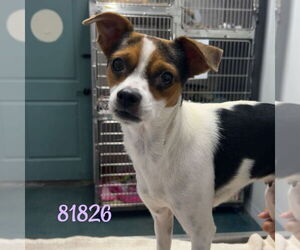 Rat Terrier-Unknown Mix Dogs for adoption in Chico, CA, USA
