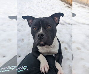 American Bulldog-Unknown Mix Dogs for adoption in Muskegon, MI, USA