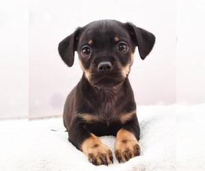 Chiweenie Dogs for adoption in Sheridan, CO, USA