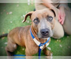 American Pit Bull Terrier-Unknown Mix Dogs for adoption in Orlando, FL, USA