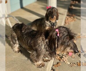 Dachshund Dogs for adoption in Marina Del Rey, CA, USA