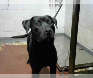 Labrador Retriever Dogs for adoption in Atlanta, GA, USA