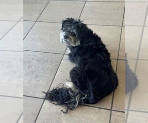 Bichon Frise-Unknown Mix Dogs for adoption in Lee's Summit, MO, USA