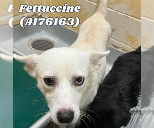 - Mix Dogs for adoption in Tulsa, OK, USA