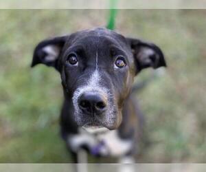 Boxer-Great Dane Mix Dogs for adoption in Cookeville, TN, USA