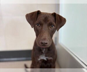 Labrador Retriever Dogs for adoption in Redwood City, CA, USA