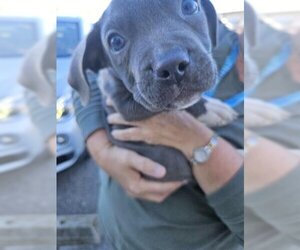 Medium Photo #1 American Pit Bull Terrier Puppy For Sale in Norfolk, VA, USA