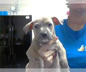 American Pit Bull Terrier-Unknown Mix Dogs for adoption in Fayetteville, NC, USA