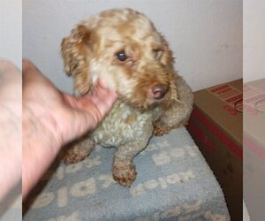 Poodle (Toy) Dogs for adoption in Bonifay, MO, USA
