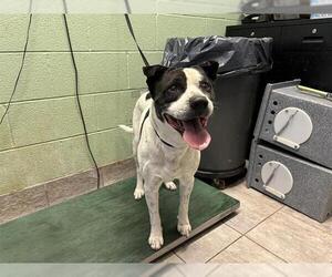 Labrador Retriever-Unknown Mix Dogs for adoption in Grand Prairie, TX, USA