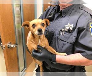 Chiweenie Dogs for adoption in Fremont, CA, USA