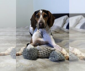 Bluetick Coonhound Dogs for adoption in Ogden, UT, USA