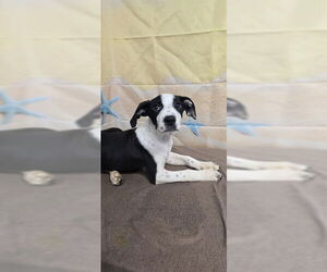 American Pit Bull Terrier-Unknown Mix Dogs for adoption in Augusta, GA, USA