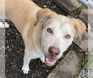 Huskies -Unknown Mix Dogs for adoption in Anchorage, AK, USA