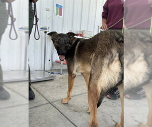 German Shepherd Dog-Unknown Mix Dogs for adoption in Bakersfield, CA, USA