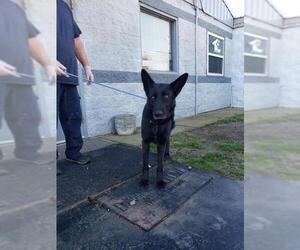 German Shepherd Dog Dogs for adoption in Camden, TN, USA