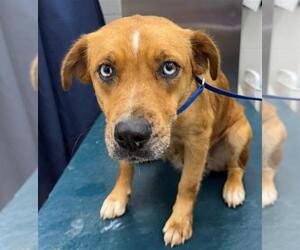 Labrador Retriever-Unknown Mix Dogs for adoption in Mobile, AL, USA