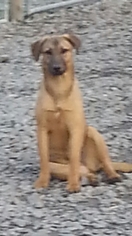 Shepradors Dogs for adoption in Pembroke, GA, USA
