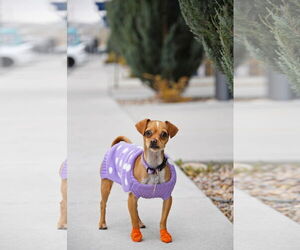 Chiweenie Dogs for adoption in Sandy, UT, USA