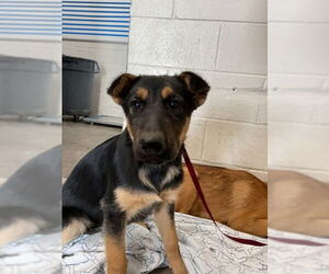 German Shepherd Dog Dogs for adoption in San Bernardino, CA, USA