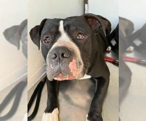 American Pit Bull Terrier Dogs for adoption in Stockton, CA, USA