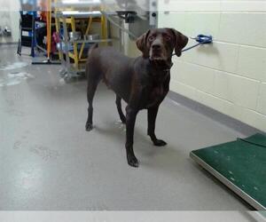 Lab-Pointer Dogs for adoption in Denver, CO, USA