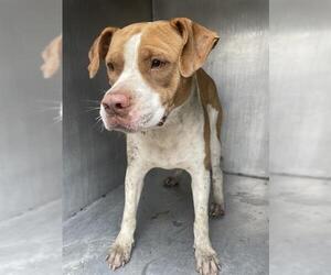 American Staffordshire Terrier-Unknown Mix Dogs for adoption in San Antonio, TX, USA