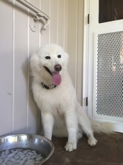 Samoyed Dogs for adoption in Northport, AL, USA