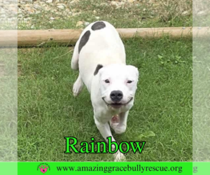 American Bulldog-Unknown Mix Dogs for adoption in Pensacola, FL, USA