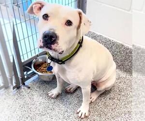 Staffordshire Bull Terrier-Unknown Mix Dogs for adoption in Houston, TX, USA