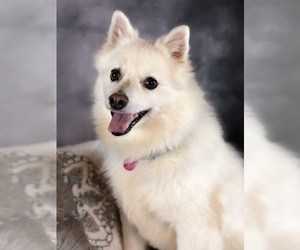 American Eskimo Dog Dogs for adoption in Garland, TX, USA