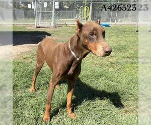Doberman Pinscher-Unknown Mix Dogs for adoption in Conroe, TX, USA