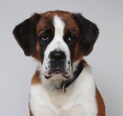 Saint Bernard Dogs for adoption in Eden Prairie, MN, USA
