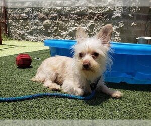 Mutt Dogs for adoption in Upland, CA, USA
