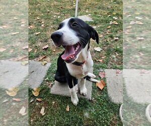Beagle-Unknown Mix Dogs for adoption in Springdale, PA, USA