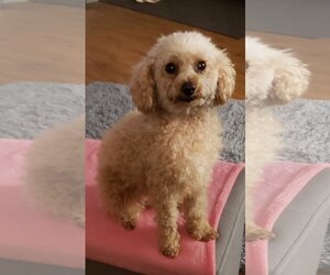 Poodle (Miniature) Dogs for adoption in Livonia, MI, USA