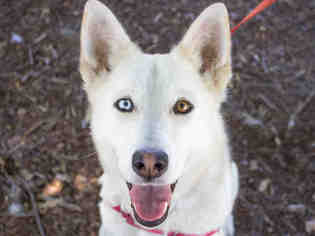 Medium Photo #1 Siberian Husky Puppy For Sale in Santa Rosa, CA, USA