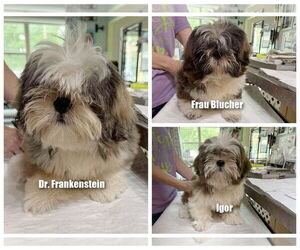 Shih Tzu Dogs for adoption in Benton, LA, USA