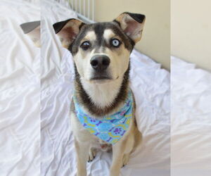 Huskies -Unknown Mix Dogs for adoption in McKinney, TX, USA
