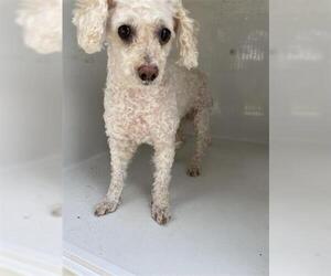 Poodle (Miniature)-Unknown Mix Dogs for adoption in Houston, TX, USA