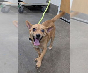 Chihuahua-Unknown Mix Dogs for adoption in Forestville, MD, USA