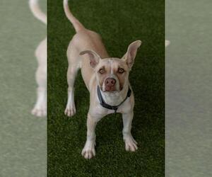 Mutt Dogs for adoption in Baytown, TX, USA