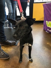 Basenji Dogs for adoption in Bellevue, WA, USA
