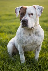 American Bulldog-Pointer Mix Dogs for adoption in Richmond, CA, USA