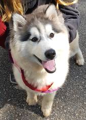 Siberian Husky Dogs for adoption in Cumming, GA, USA