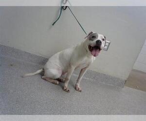 American Pit Bull Terrier-Unknown Mix Dogs for adoption in Pasadena, TX, USA