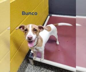 Rat Terrier-Unknown Mix Dogs for adoption in Metairie, LA, USA
