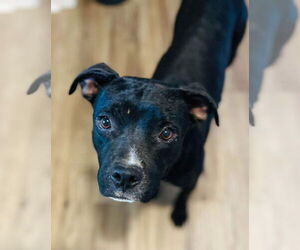 American Staffordshire Terrier-Unknown Mix Dogs for adoption in Dallas, TX, USA