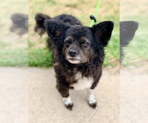 Pomeranian-Unknown Mix Dogs for adoption in Manahawkin, NJ, USA