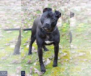 American Staffordshire Terrier-Unknown Mix Dogs for adoption in Lockport, NY, USA